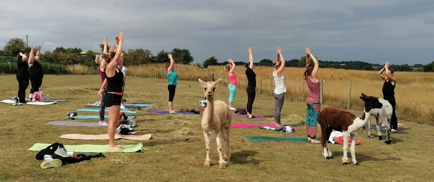 A group of people practising yoga