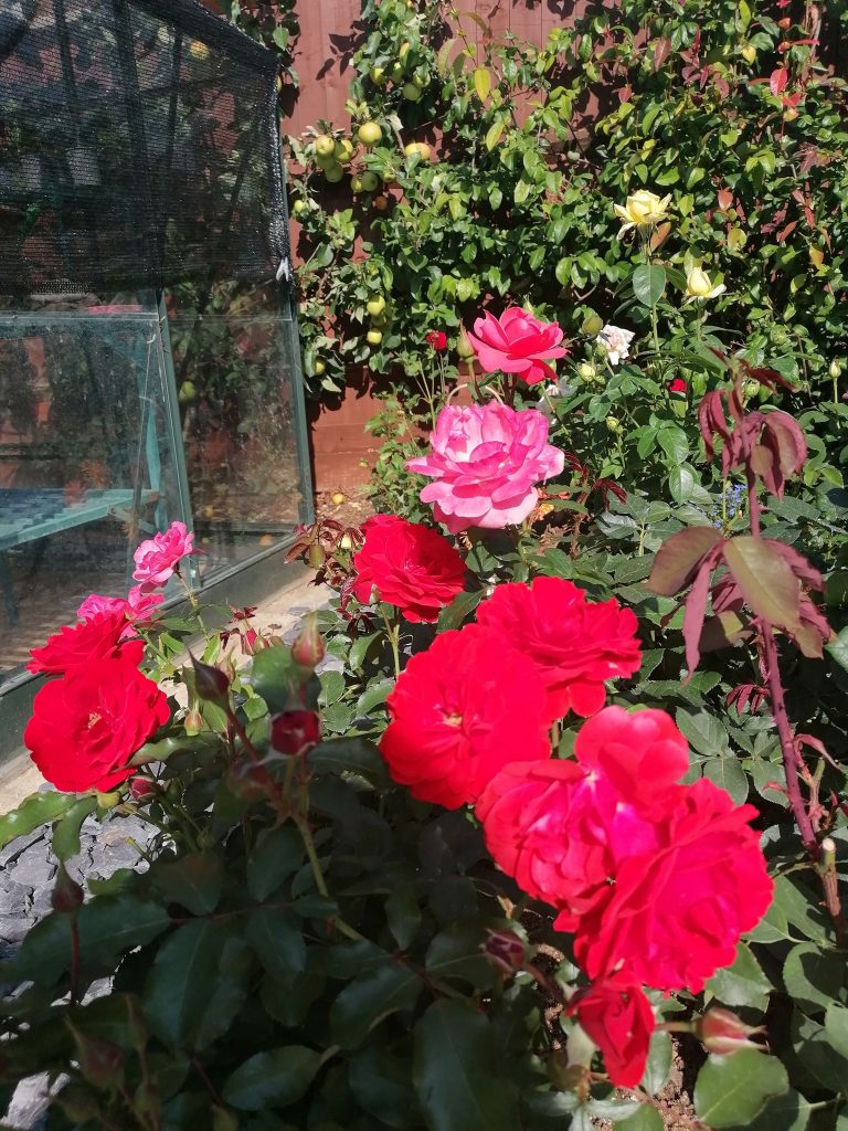 Some attractive roses in Love your Garden