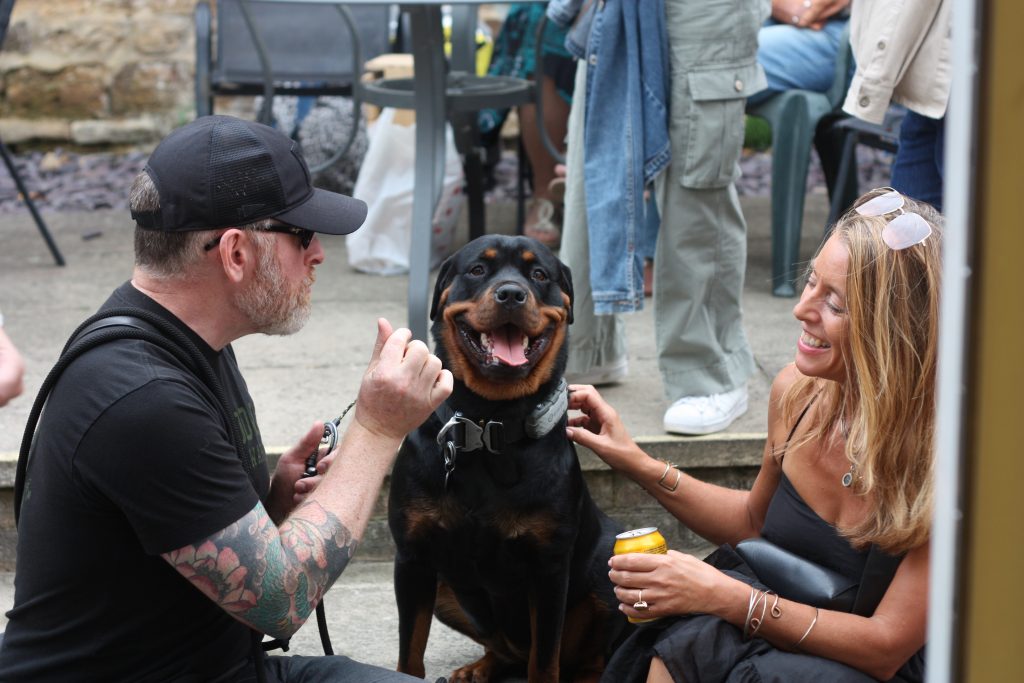 A dog looks joyful