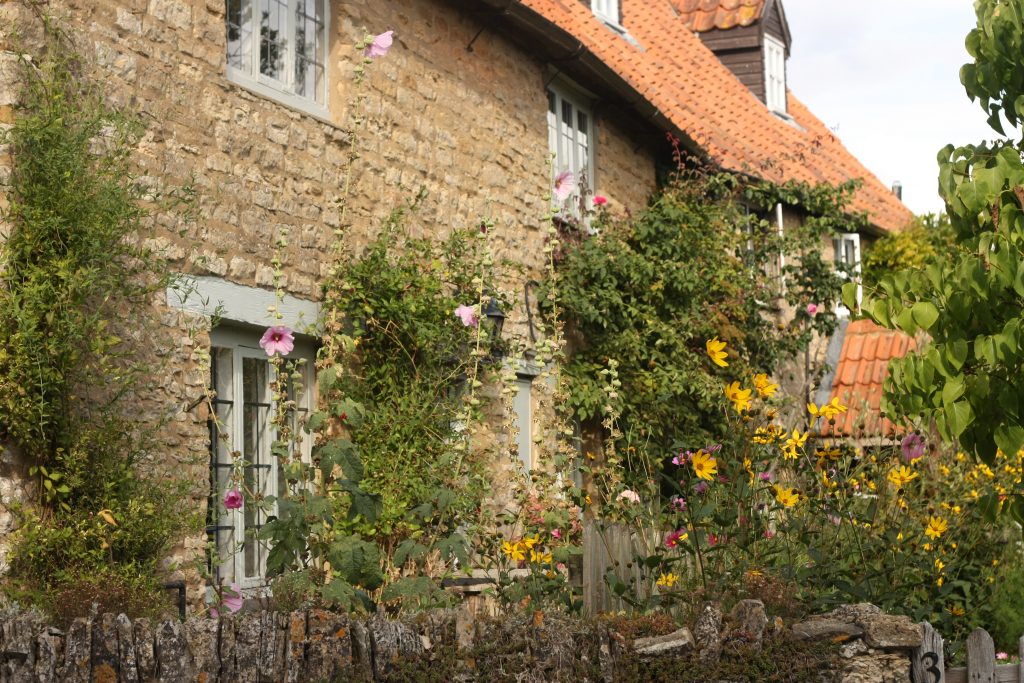 yellow flowers outside a stone cottage in yardley hastings