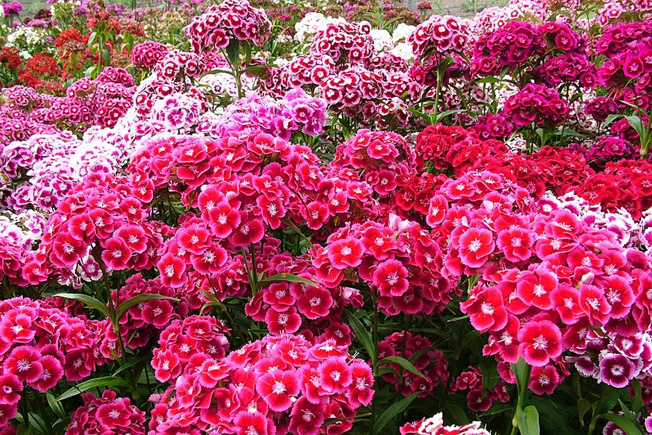 Sweet william flowers