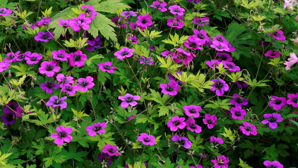 Geraniums