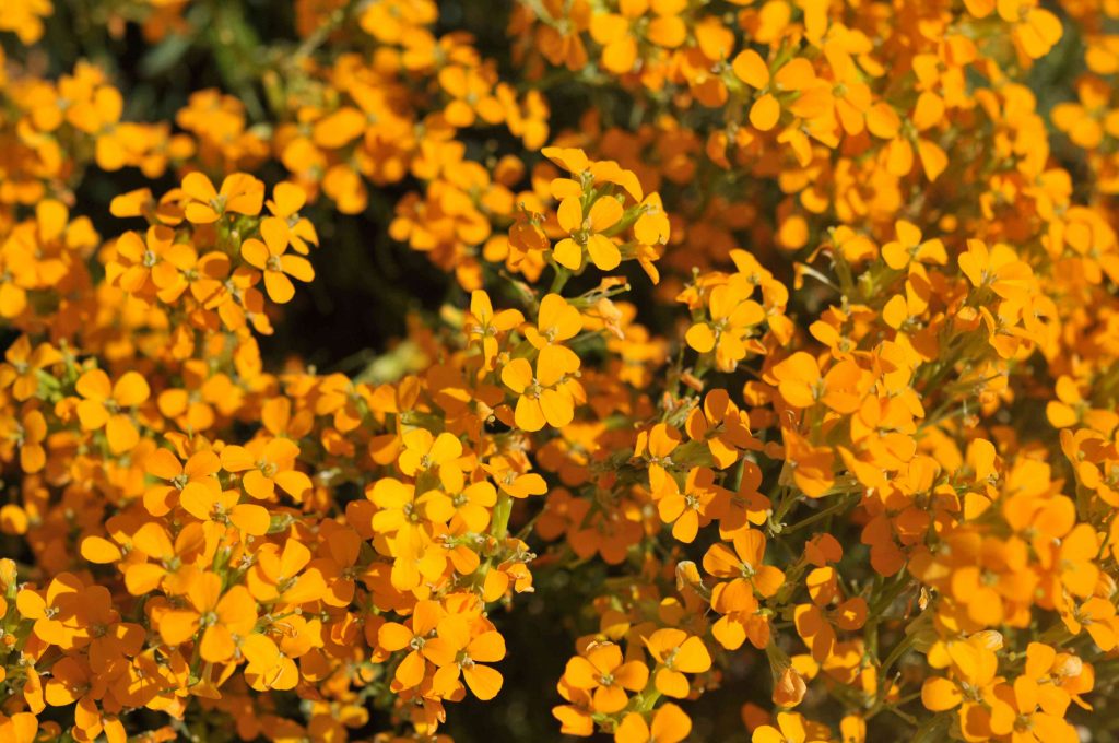 wallflowers