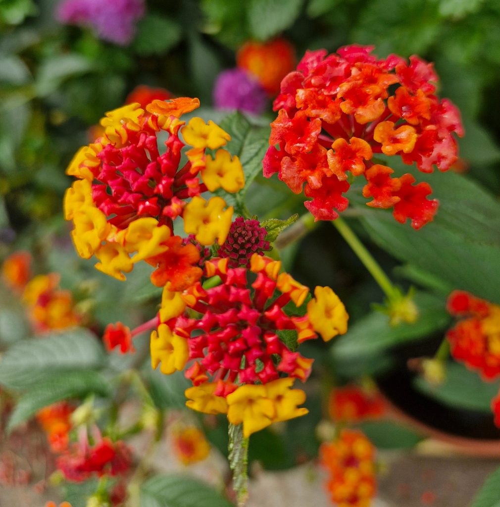 Red and yellow flowers