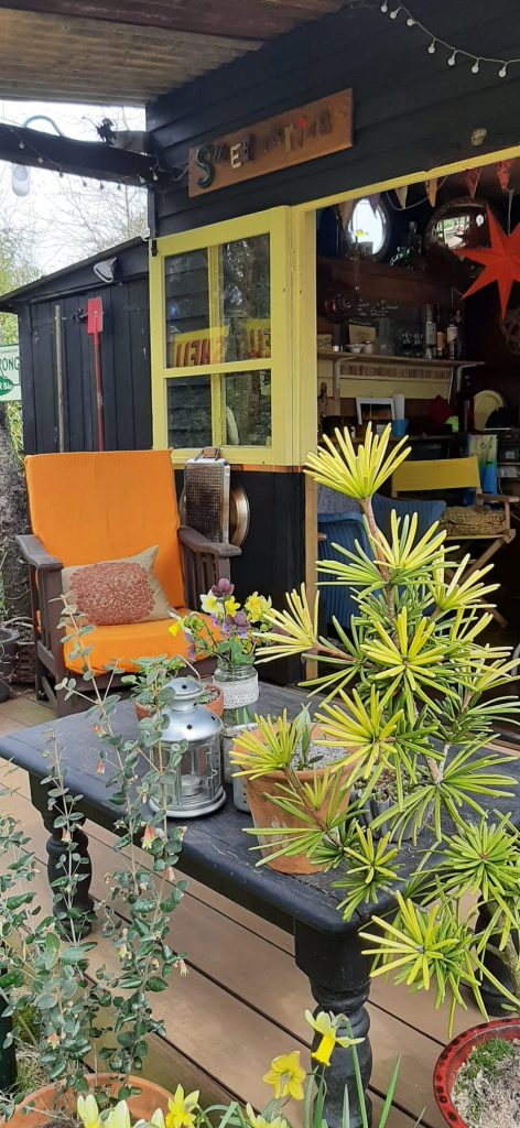 Yellow plants in bloom