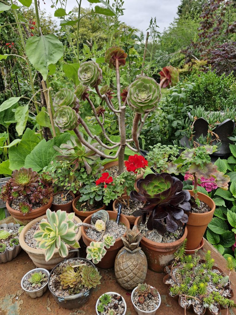 Potted plants at Elaine and William Portch