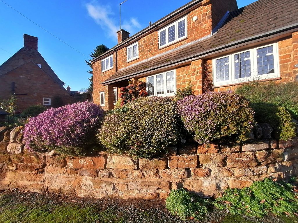 Bushes in bloom in front of a house. 