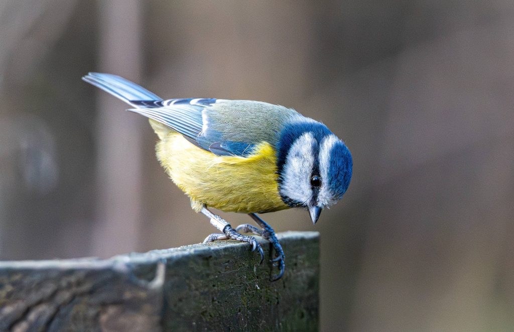 A blue tit on a piece of wood at Stanwick Lakes. 