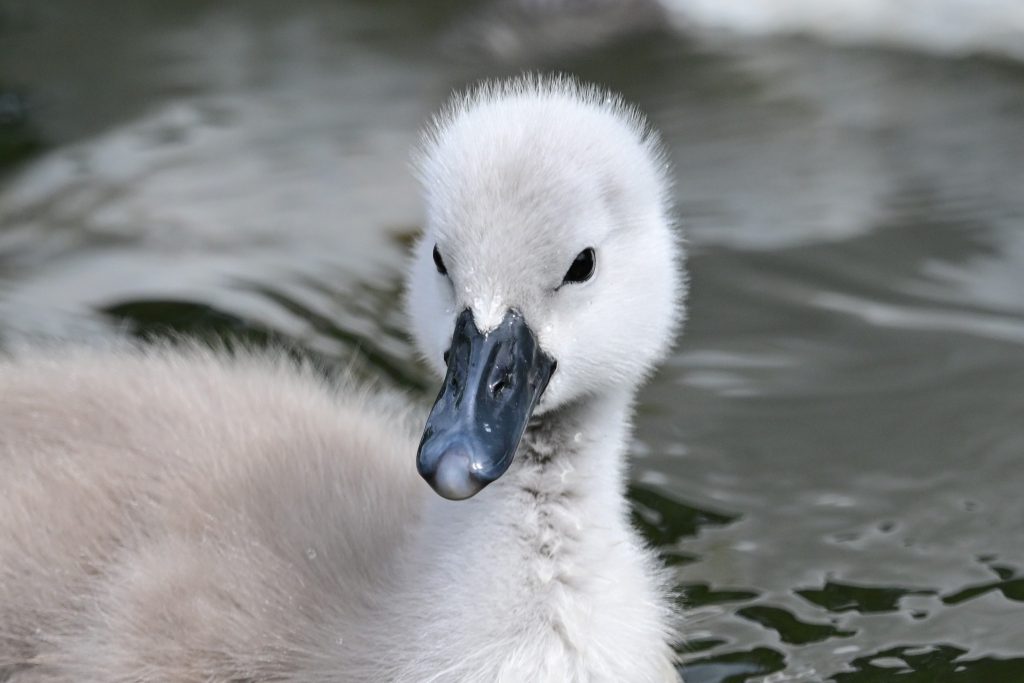 A cygnet on a pond. 
