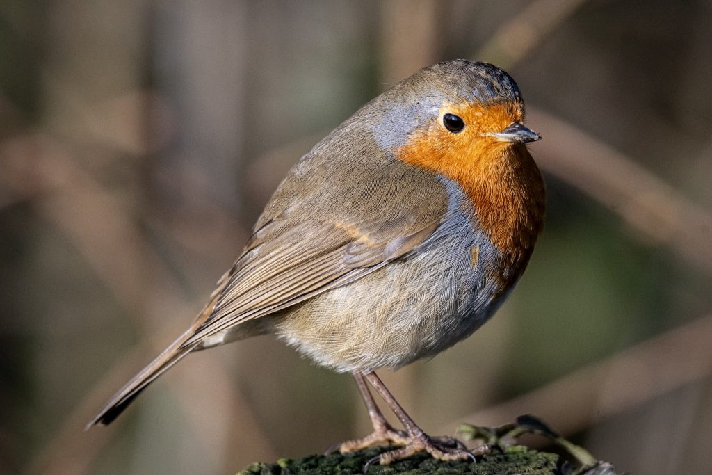 a robin on a branch