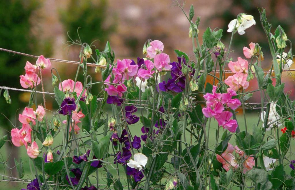 sweet peas