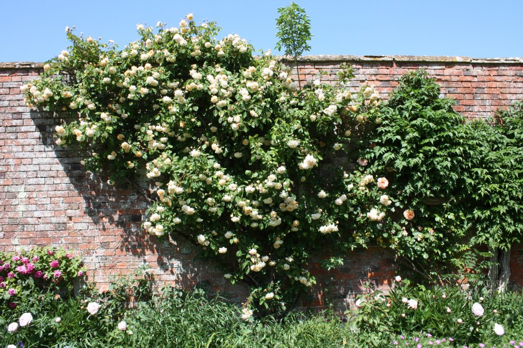 roses up walls