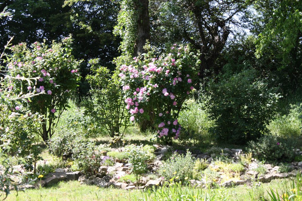 roses on trees