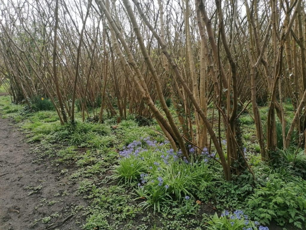 A woodland of trees form the Nuttery in Newnham in Northants. 