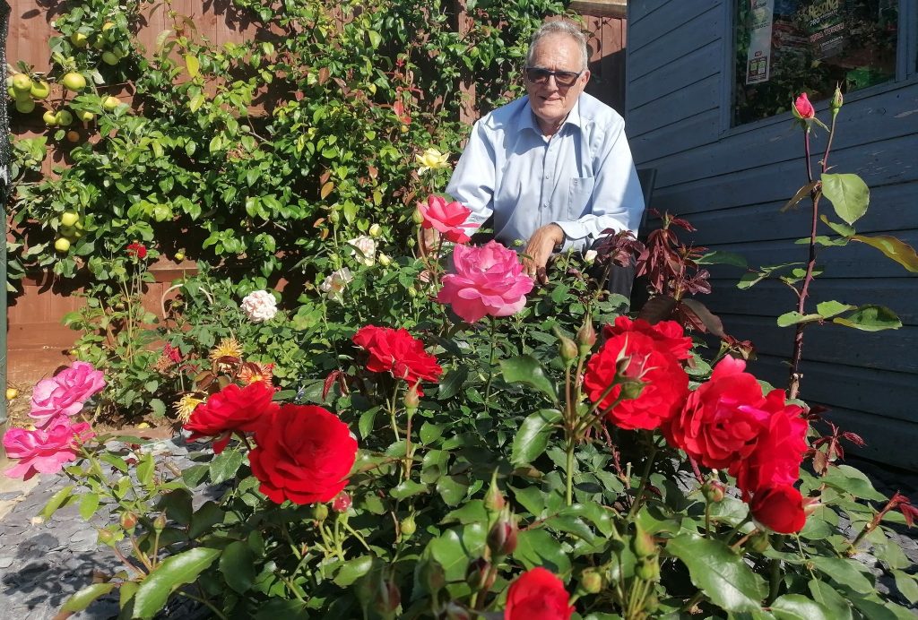 Dennis Meredith sits in garden behind roses