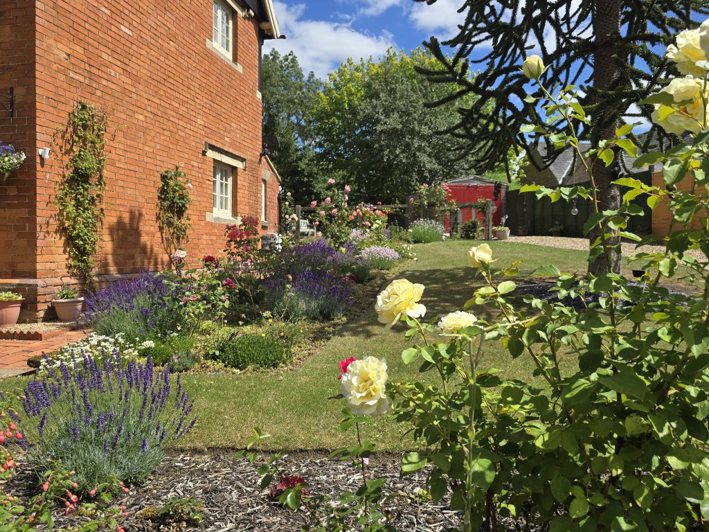 yellow roses in a beautiful garden