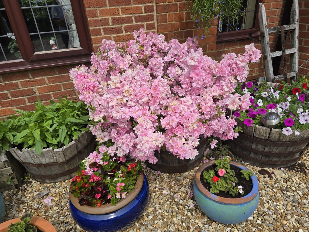 pink plants